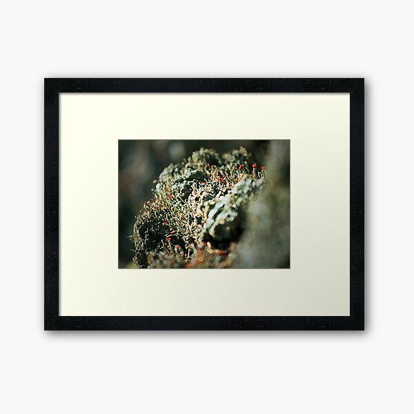 Lichen Bokeh Framed Art Print