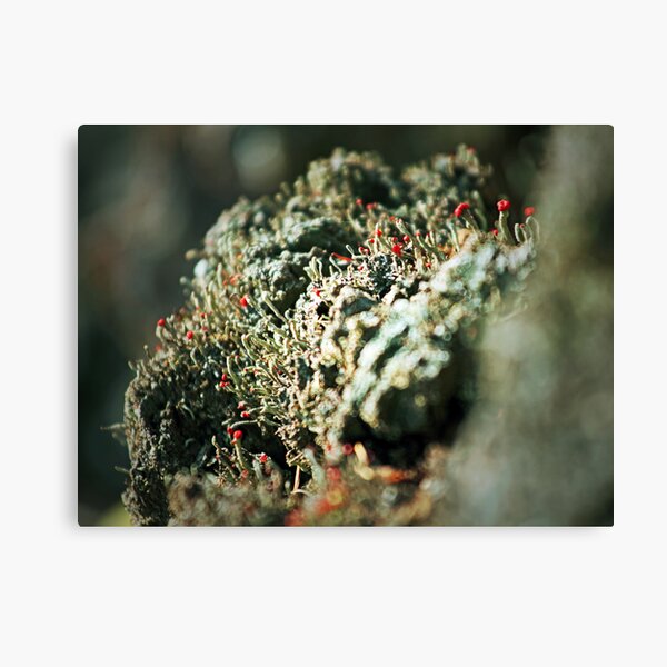 Lichen Bokeh Canvas Print