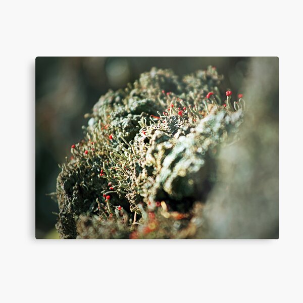 Lichen Bokeh Metal Print