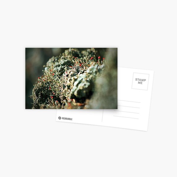 Lichen Bokeh Postcard