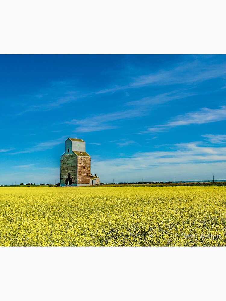 Rival Elevator with Canola Fields by jwwalter