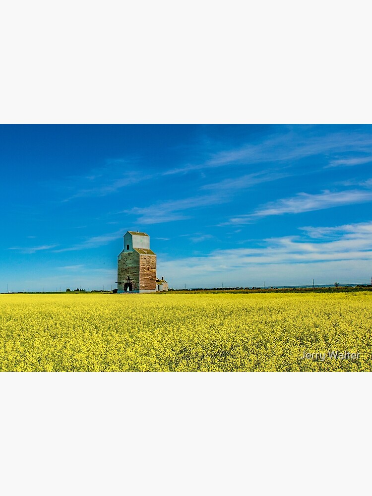 Thumbnail 3 of 3, Poster, Rival Elevator with Canola Fields designed and sold by jwwalter.