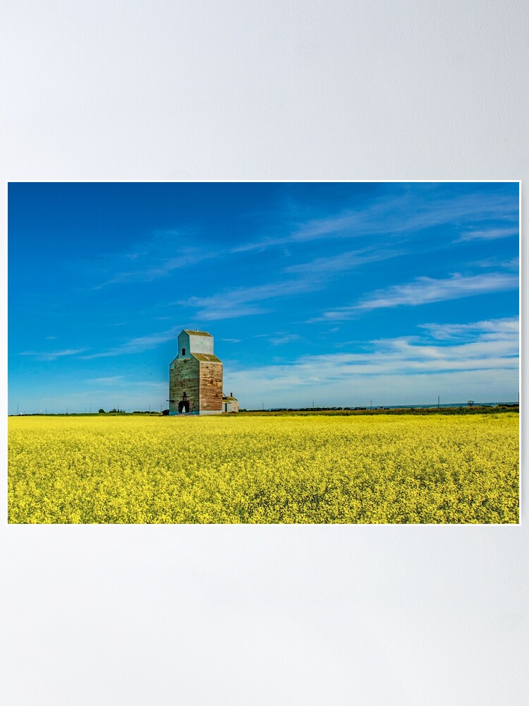 Thumbnail 1 of 3, Poster, Rival Elevator with Canola Fields designed and sold by jwwalter.