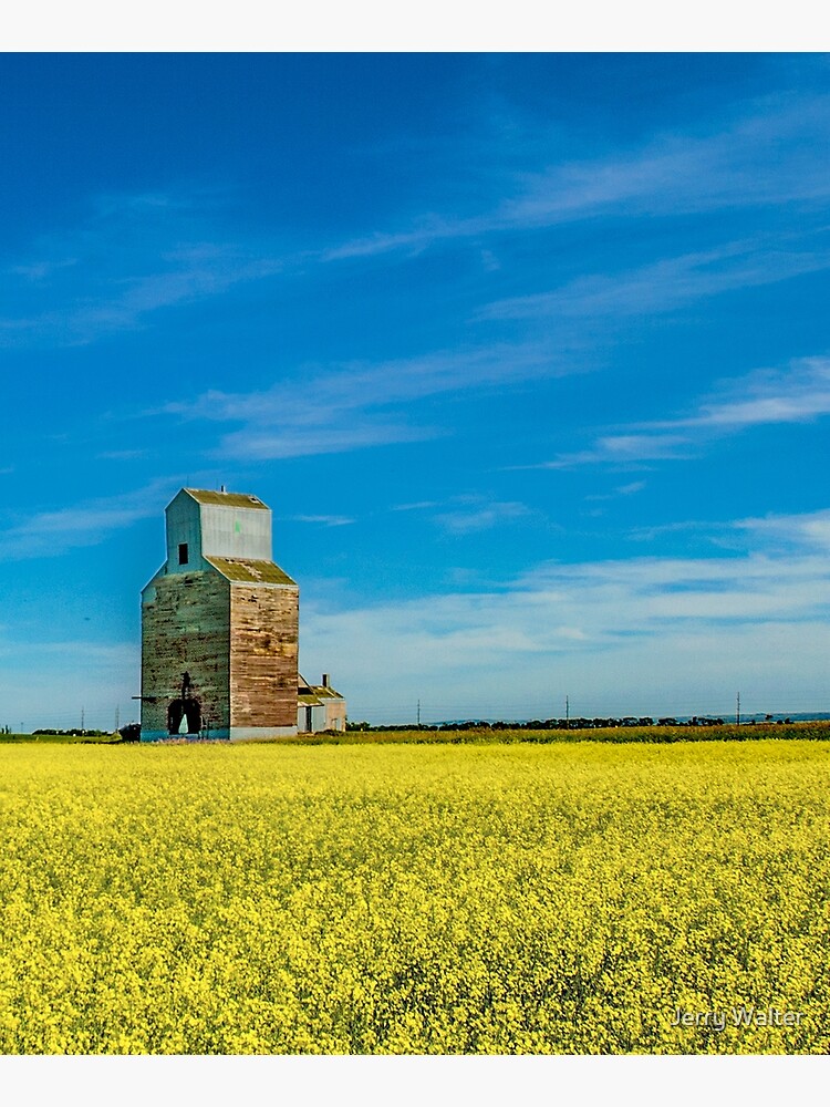 Thumbnail 6 of 6, Mounted Print, Rival Elevator with Canola Fields designed and sold by Jerry Walter.