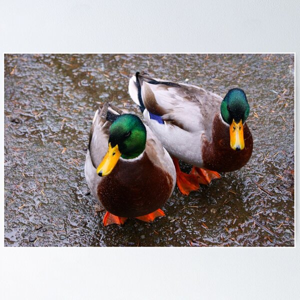 Item preview, Like Water Off A Ducks Back.....!!!! designed and sold by brimel55.