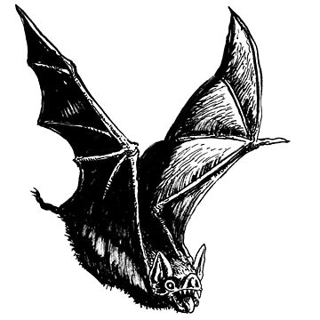Artwork thumbnail, Graveyard Bat by rubenlopezart