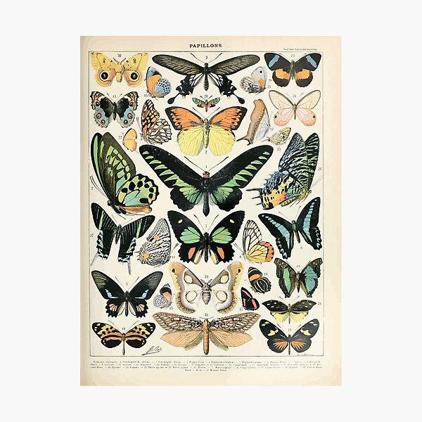 Adolphe Millot papillons B Photographic Print