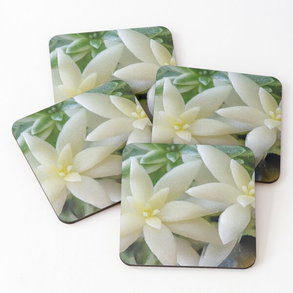 Item preview, Sedum Lineare Variegatum designed and sold by DPalmer.