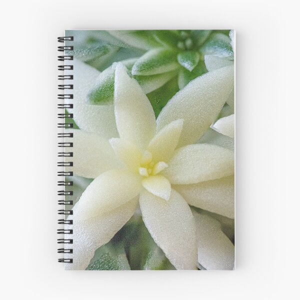 Item preview, Sedum Lineare Variegatum designed and sold by DPalmer.