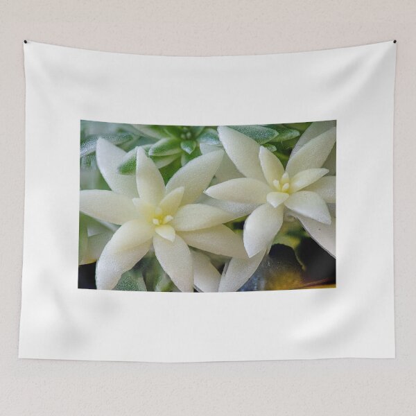 Item preview, Sedum Lineare Variegatum designed and sold by DPalmer.