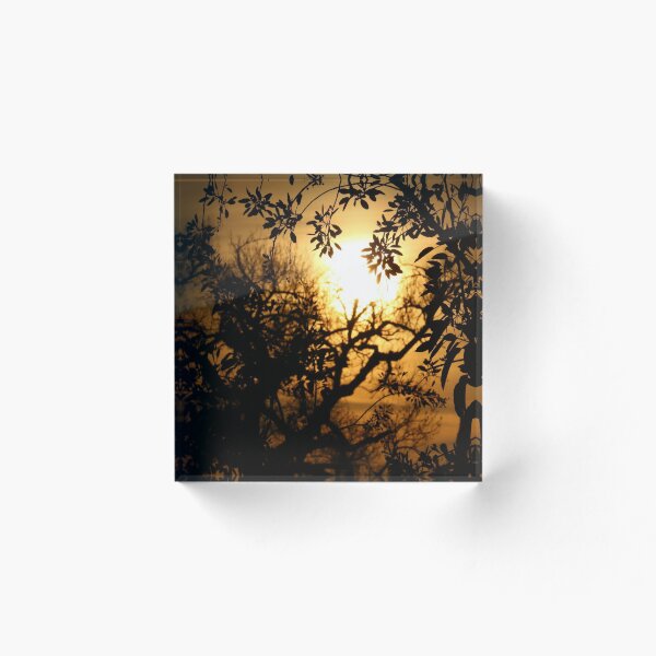 Item preview, Sun Setting with Tree Shadows designed and sold by shellcreek.