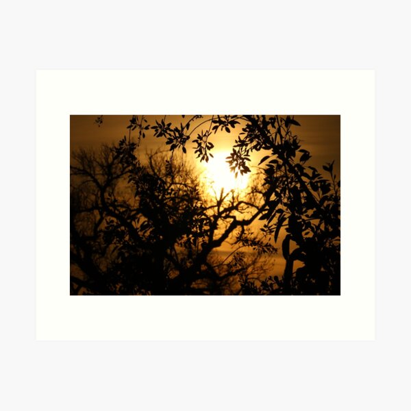 Sun Setting with Tree Shadows Art Print