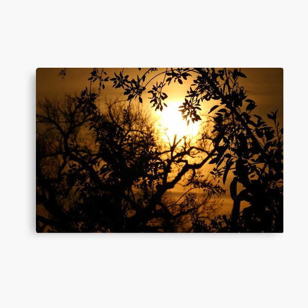 Sun Setting with Tree Shadows Canvas Print