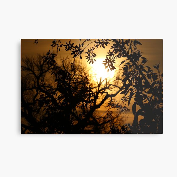 Sun Setting with Tree Shadows Metal Print