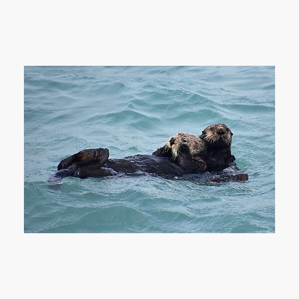 Hugging Otters Photographic Print