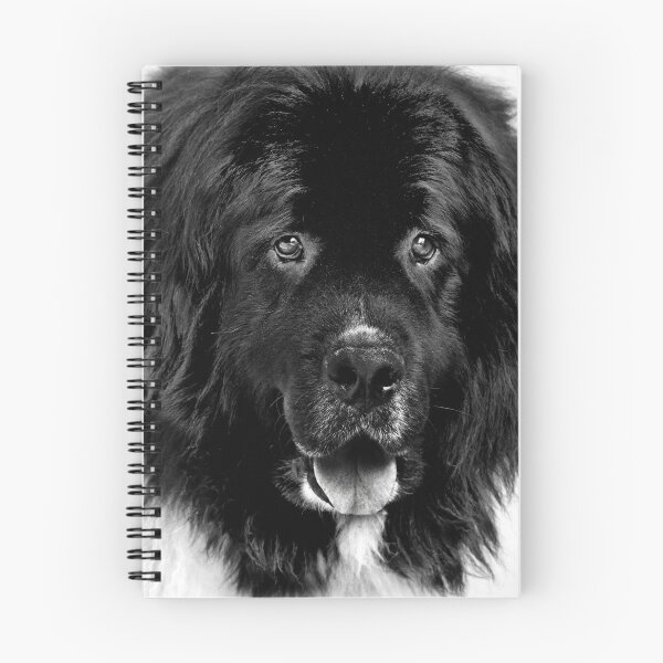 Item preview, Newfoundland Dog Portrait in Black and White designed and sold by Laurie Minor.