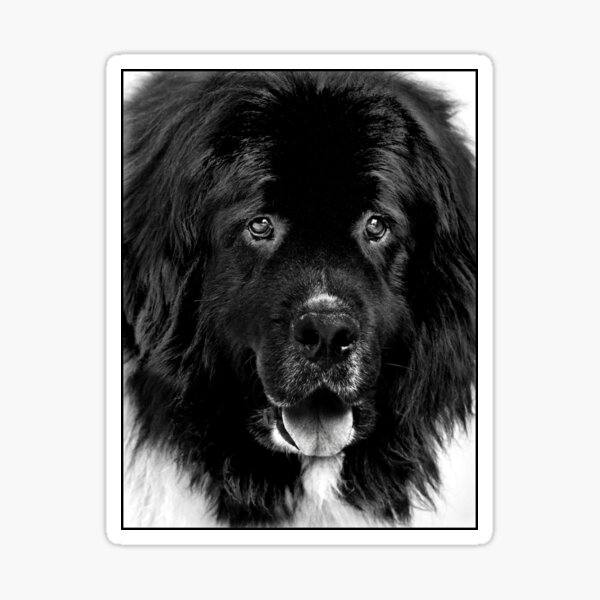 Newfoundland Dog Portrait in Black and White Sticker