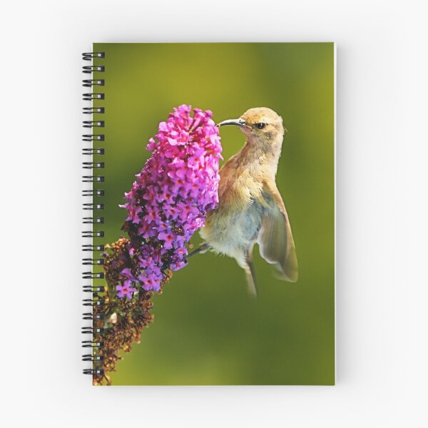 Item preview, sunbird designed and sold by BlaizerB.