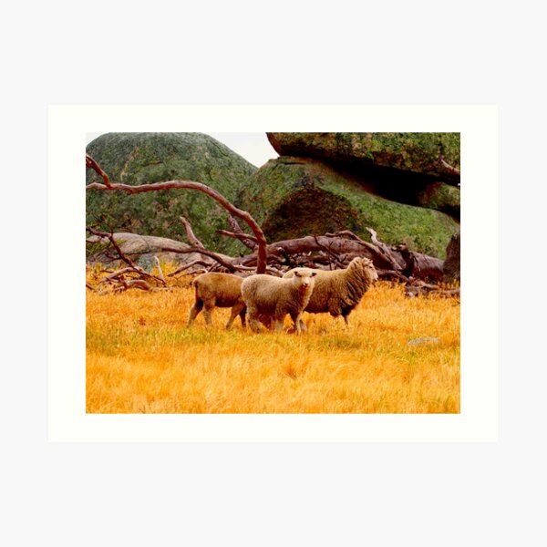 On The Lancefield Tooborac Road Country Victoria Art Print