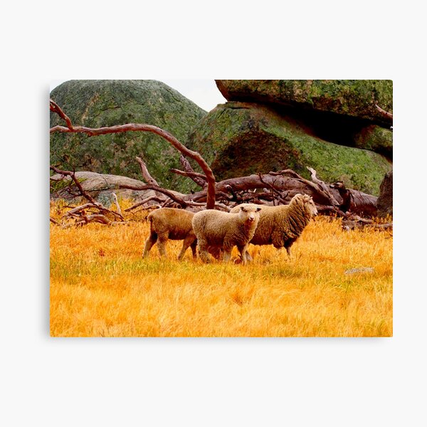 On The Lancefield Tooborac Road Country Victoria Canvas Print