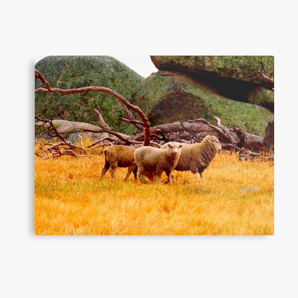 On The Lancefield Tooborac Road Country Victoria Metal Print