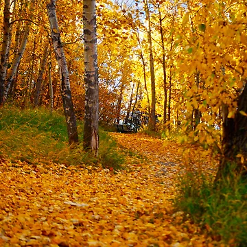 Artwork thumbnail, Path by Roxanne Persson