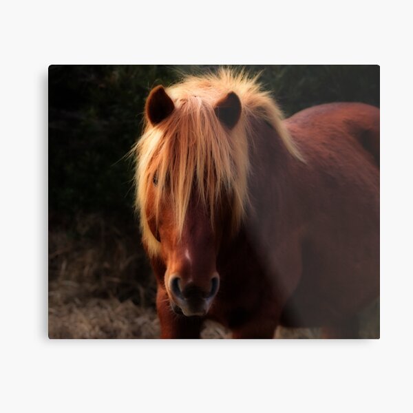 Glimpse Metal Print