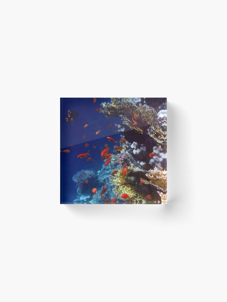 Thumbnail 2 of 5, Acrylic Block, Red Lyretail Anthias Red Sea designed and sold by hurmerinta.