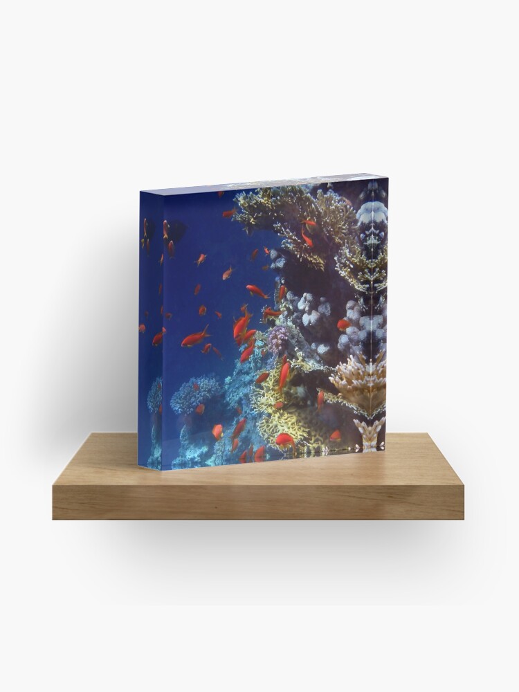 Acrylic Block, Red Lyretail Anthias Red Sea designed and sold by hurmerinta