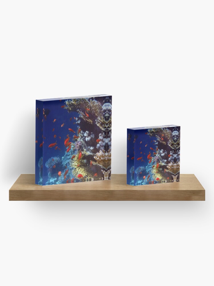 Thumbnail 4 of 5, Acrylic Block, Red Lyretail Anthias Red Sea designed and sold by hurmerinta.