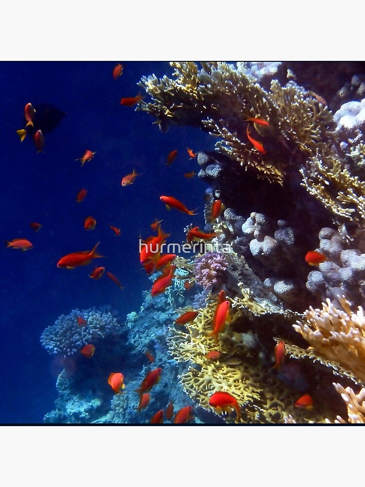 Thumbnail 5 of 5, Acrylic Block, Red Lyretail Anthias Red Sea designed and sold by hurmerinta.