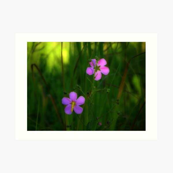 Summer pink Art Print