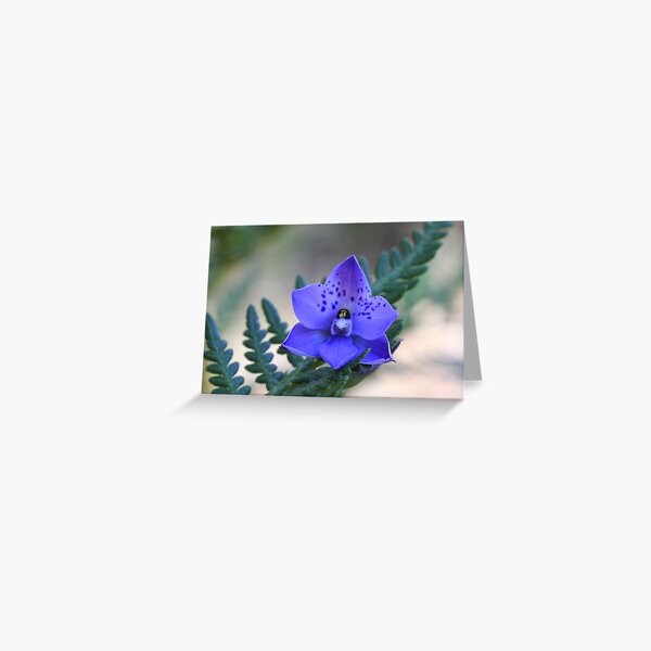 Sun Orchid Greeting Card