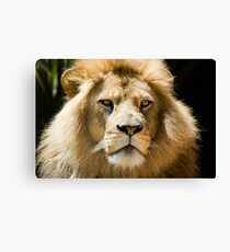 Panthera Leo Canvas Print