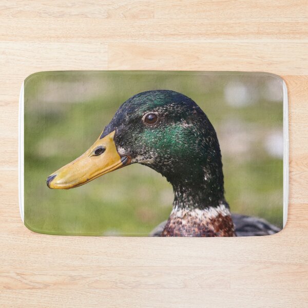 Item preview, Fading mallard drake designed and sold by GreyFeatherPhot.