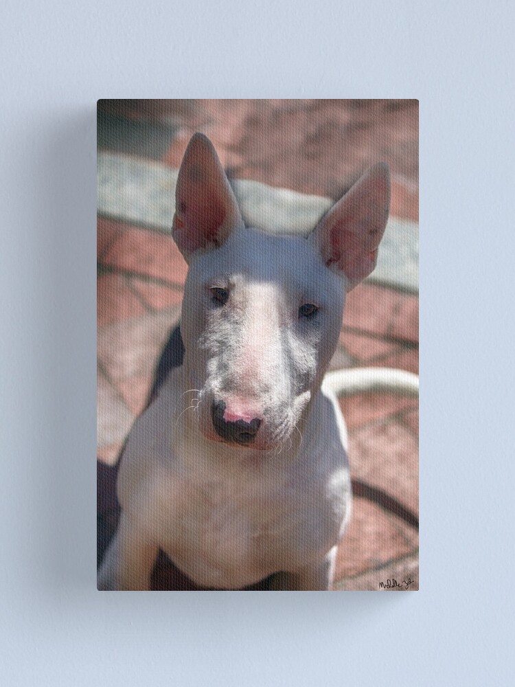bull terrier nose
