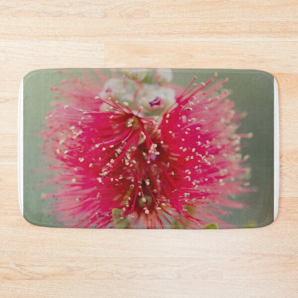 Item preview, Callistemon citrinus ‘Western Glory’ – Bottlebrush designed and sold by imaginethis.