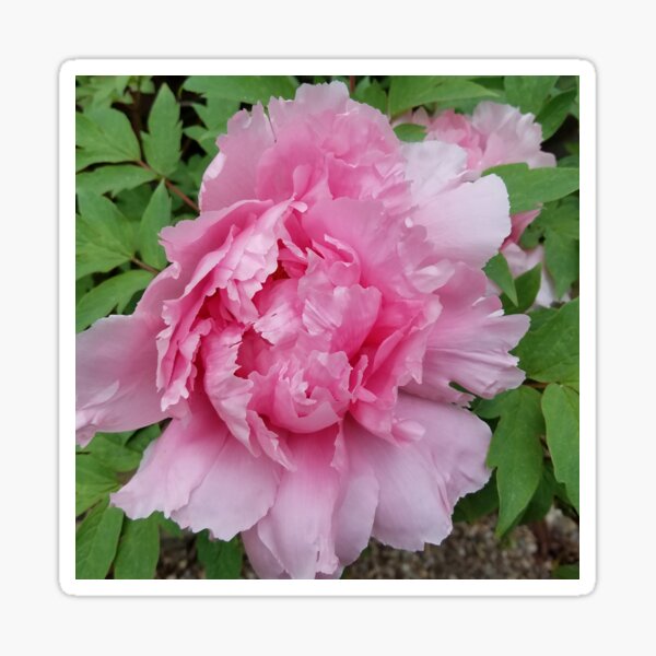 Pink Tree Peony Spring Sticker