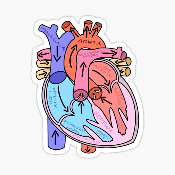 Chest Anatomy - Human Body Sticker for Sale by Hoorahville  Human anatomy  and physiology, Anatomy organs, Human anatomy