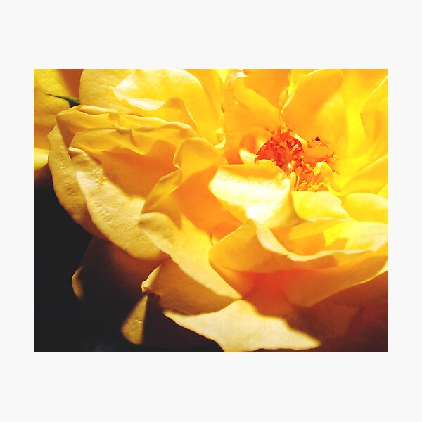 Empress Photographic Print
