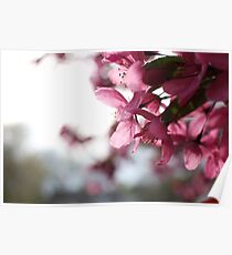 Perennial Blossom Poster