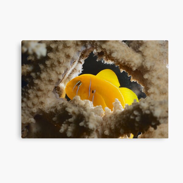 Lemon goby kindergarden Canvas Print