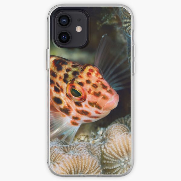 Hawkfish portrait iPhone Soft Case