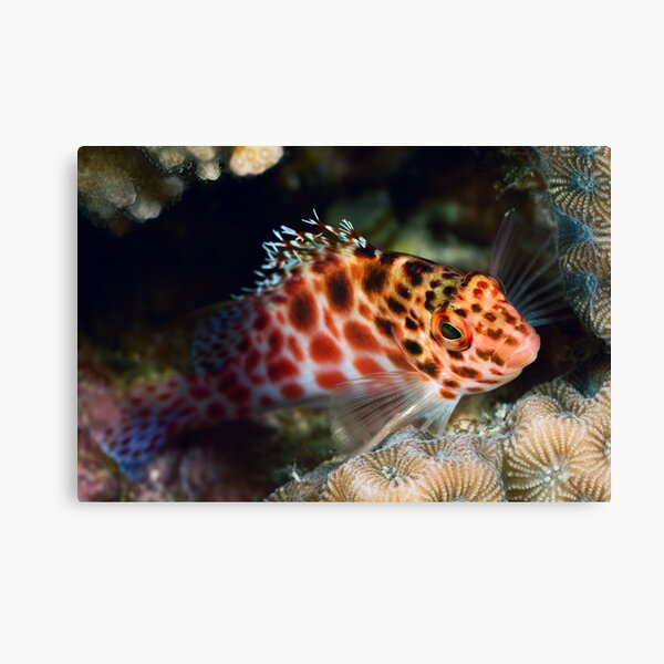 Hawkfish portrait Canvas Print
