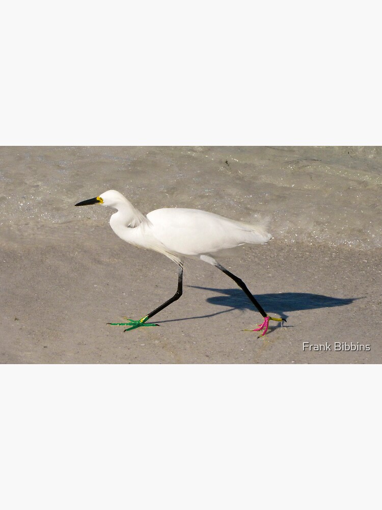 Snowy Egret - Red Green Morph by organicman2