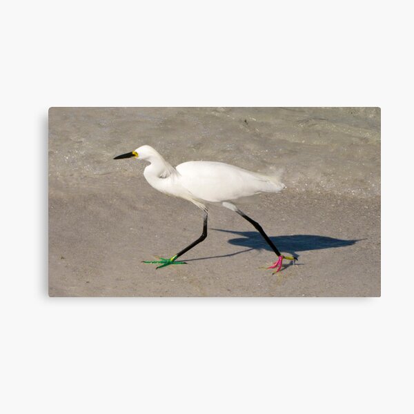 Snowy Egret - Red Green Morph Canvas Print