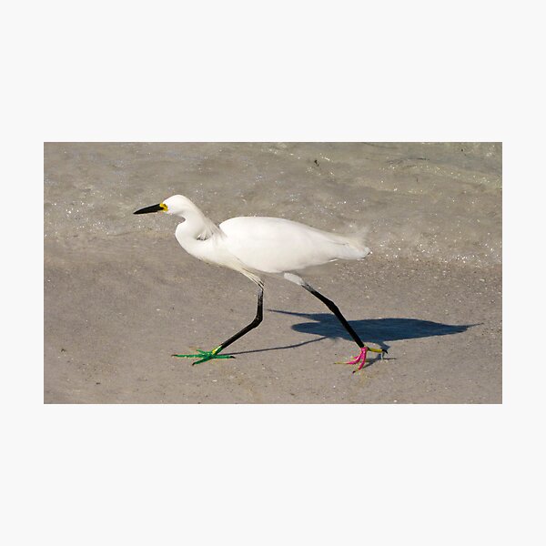 Snowy Egret - Red Green Morph Photographic Print