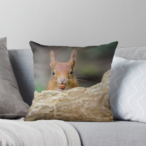Item preview, Red Squirrel Eating Hazelnuts designed and sold by Alec Stewart.