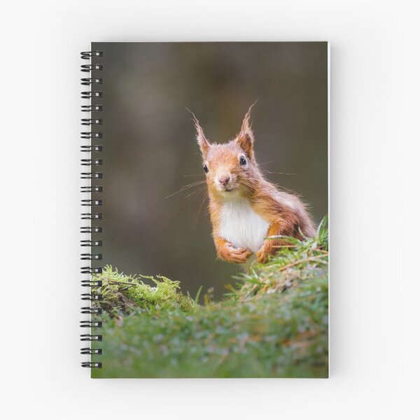 Item preview, Curious Red Squirrel  designed and sold by Alec Stewart.