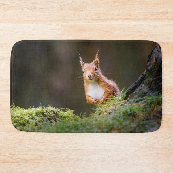 Item preview, Curious Red Squirrel  designed and sold by Alec Stewart.